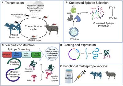 Immuno-informatics study identifies conserved T cell epitopes in non-structural proteins of Bluetongue virus serotypes: formulation of a computationally optimized next-generation broad-spectrum multi-epitope vaccine